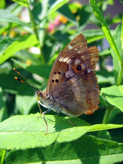 Butterfly - Maria Borisova