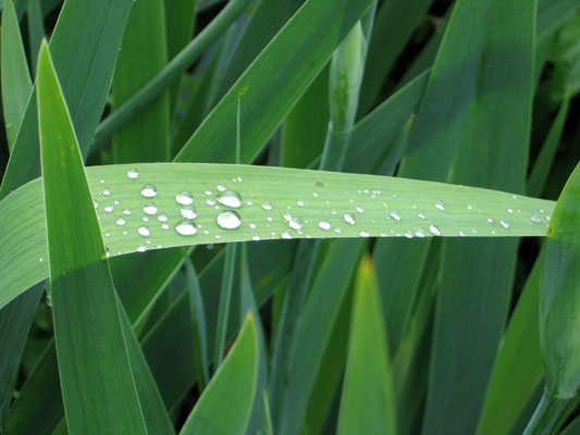 Dew - Maria Borisova