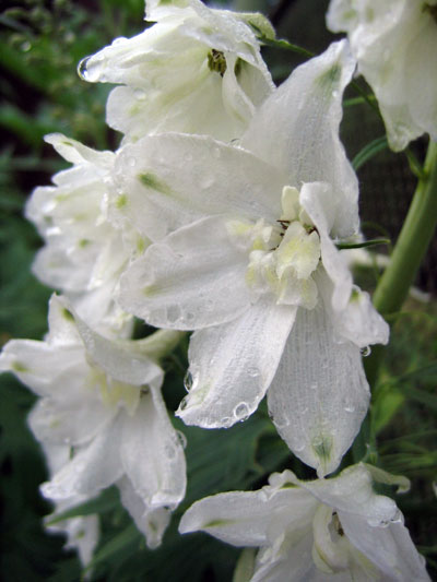 Flowers 01 - Maria Borisova