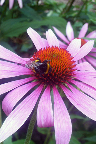 Flowers 23 - Maria Borisova