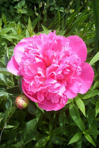 Flowers 24 - Maria Borisova