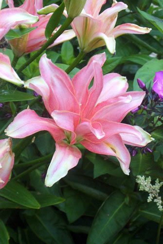 Flowers 29 - Maria Borisova