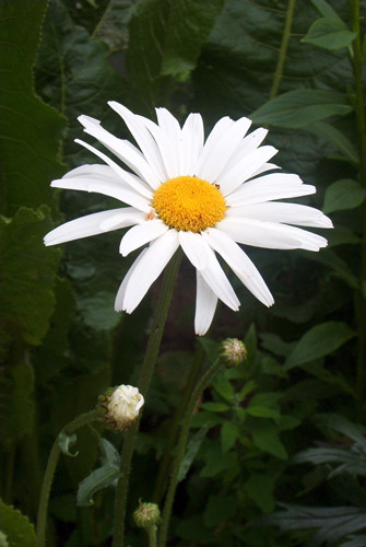 Flowers 30 - Maria Borisova