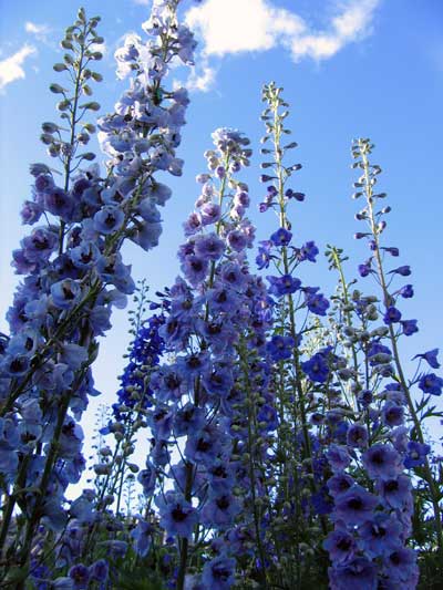 Flowers 02 - Maria Borisova