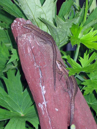 Lizards - Maria Borisova