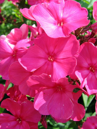 Flowers 03 - Maria Borisova