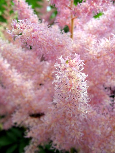 Flowers 04 - Maria Borisova