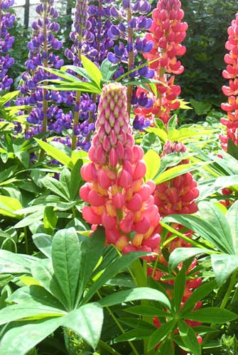 Flowers 18 - Maria Borisova