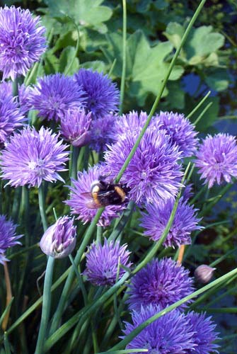 Flowers 21 - Maria Borisova