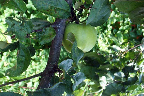 Apple - Maria Borisova