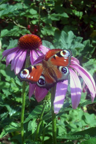 Flowers 22 - Maria Borisova