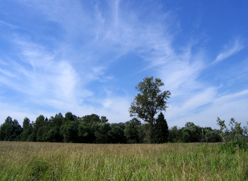 Landscape 40 - Maria Borisova