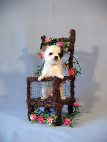 Patrick - Maria Borisova