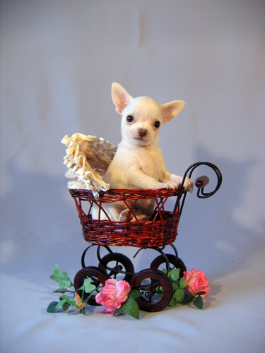 Piter - Maria Borisova