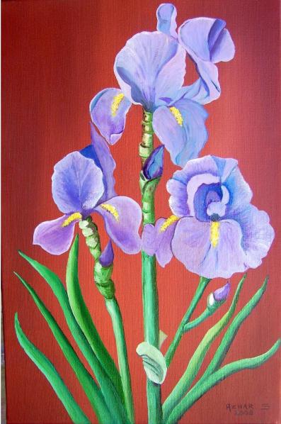 IRIS - Sylvestre Aznar