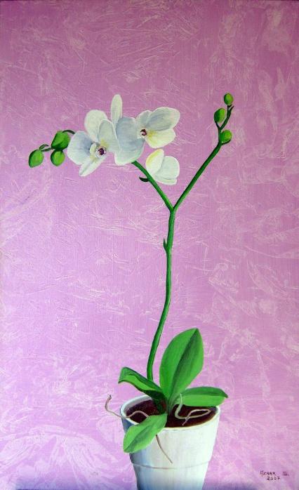 Orchidée - Sylvestre Aznar