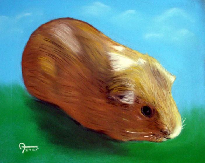 Cochon  d' Inde - Sylvestre Aznar - Click to enlarge