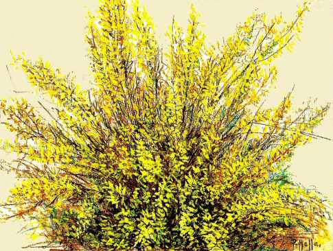 57- Forsythias - Paul Hella