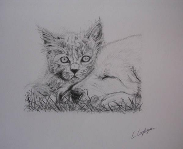Chaton et chiot - Laetitia Lagleyse - Cliquer pour afficher en grand
