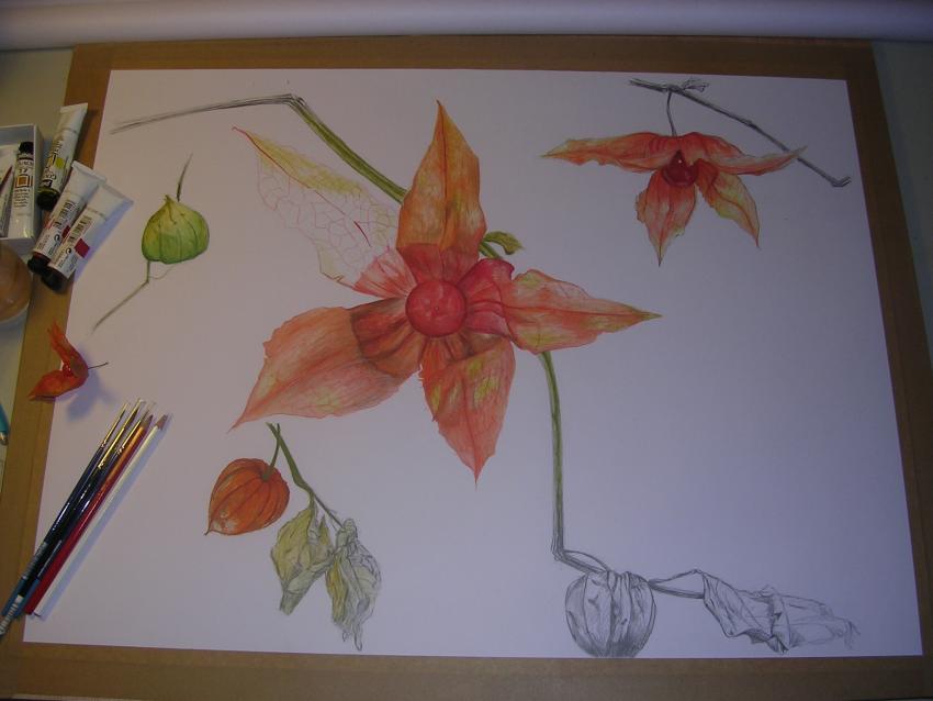 Etude Physalis - Laetitia Lagleyse - Cliquer pour afficher en grand