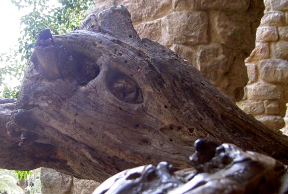 Souche d'arbre (Güell 1) - Sarcie - Click to enlarge