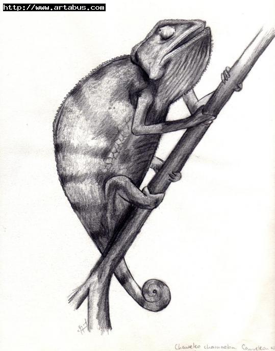 verf Flash Pluche pop Cameleon/Chameleon : Pencil on paper - Chloe Yzoard