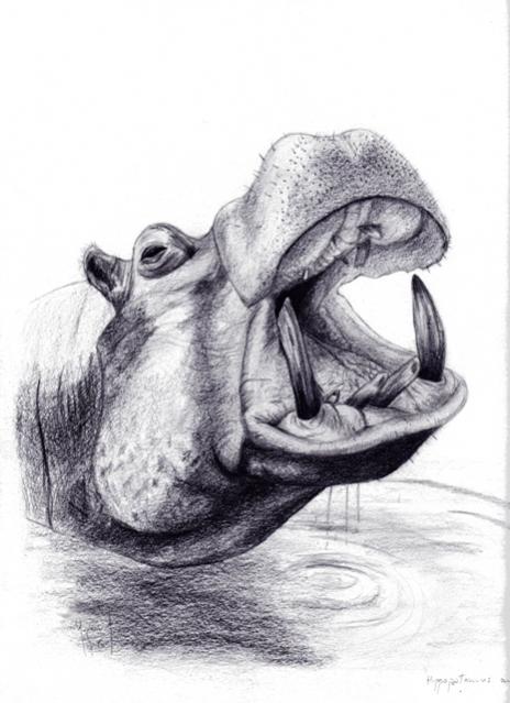 Hippopotame / Hippo : Pencil on paper - Chloe Yzoard