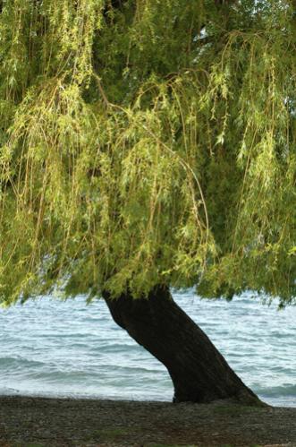 Arbre - Florence Morisson