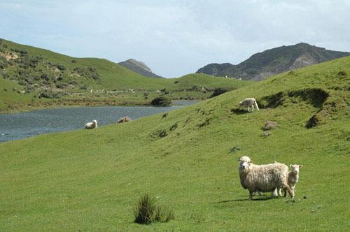 Moutons - Florence Morisson