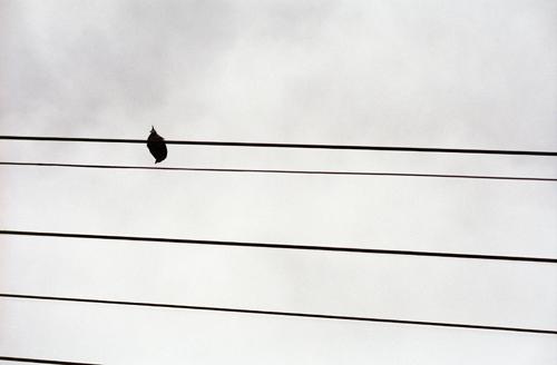 Oiseau - Florence Morisson