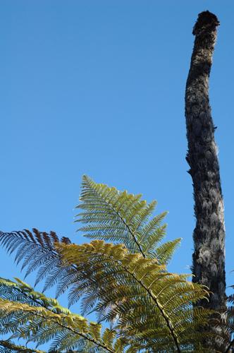 Plante et tronc - Florence Morisson