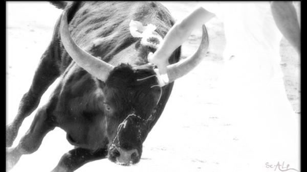 Toro - ScALp - Cliquer pour afficher en grand
