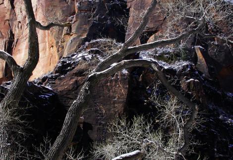 SinewavaIceTrees - Raggio Robyn