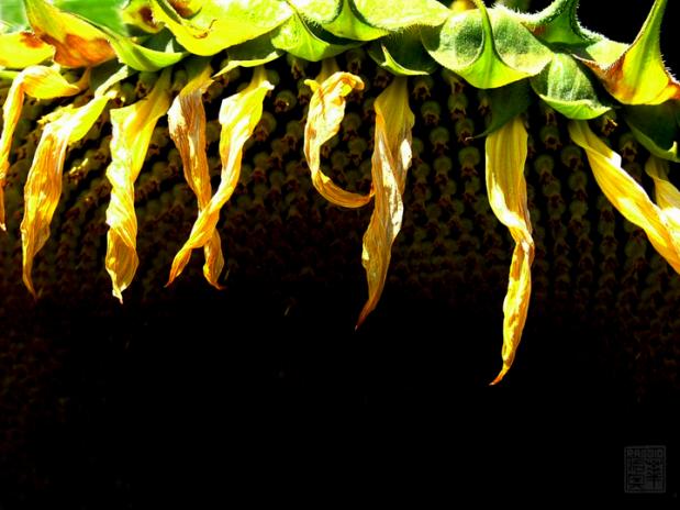 YellowTopNotes - Raggio Robyn - Click to enlarge