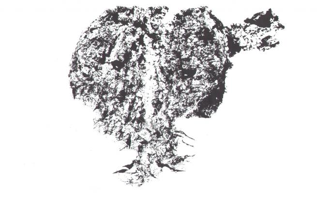 birch trees no. 14 - Edita Elert - Cliquer pour afficher en grand