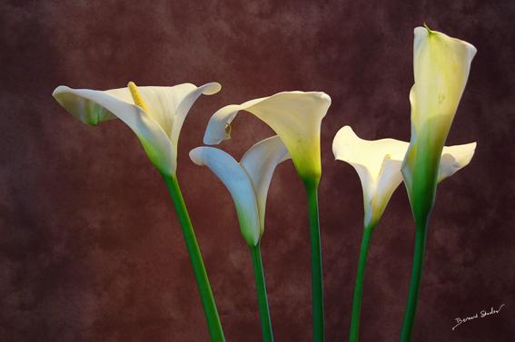 Arum 1 - Bernard Staelen