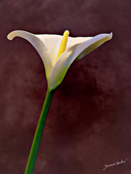 Arum 2 - Bernard Staelen