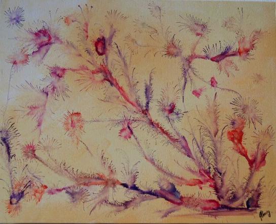 Branche rouge mauve - Alberg.