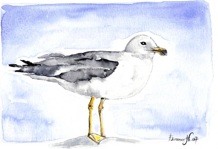 Goéland debout - Florence H - Cliquer pour afficher en grand