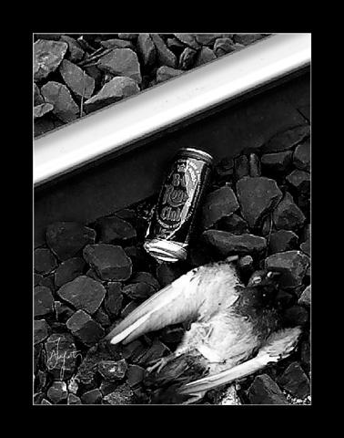 Pigeon ivre mort ? - James Augustin