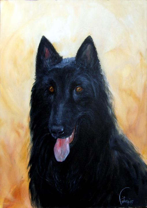 Groenendael - Bruno Feitussi