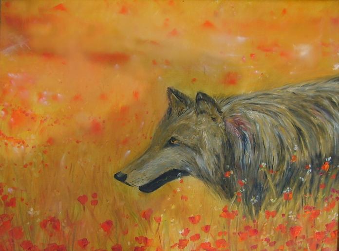 loup dans les coquelicots - Bruno Feitussi - Click to enlarge