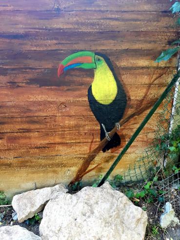 Toucan - Bruno Feitussi