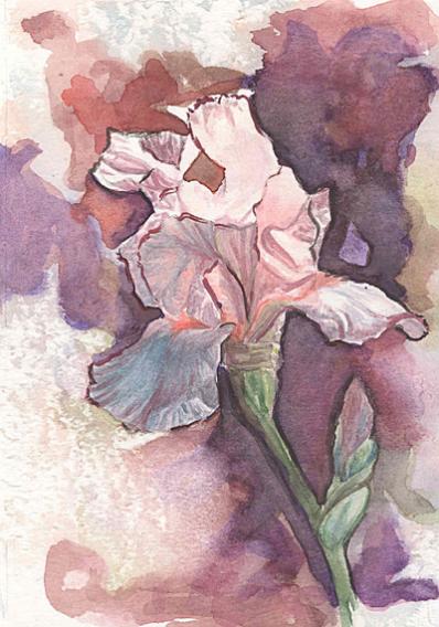 Iris aquarelle 2 - Izabelle Dafali