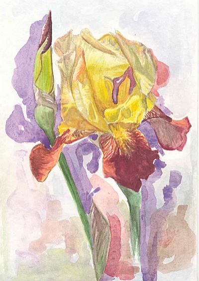 Iris aquarelle 1 - Izabelle Dafali