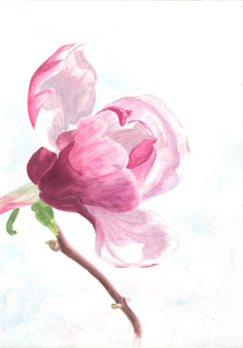 Magnolia aquarelle 5 - Izabelle Dafali