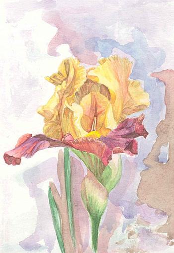 Iris aquarelle 3 - Izabelle Dafali
